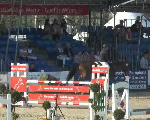 jumper Coolio (Westphalian, 2009, from Coronas 2)