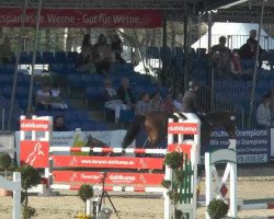 jumper Coolio (Westphalian, 2009, from Coronas 2)