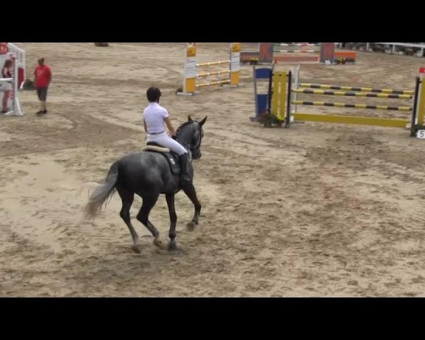 jumper Bombay 33 (German Sport Horse, 2009, from Berlin)