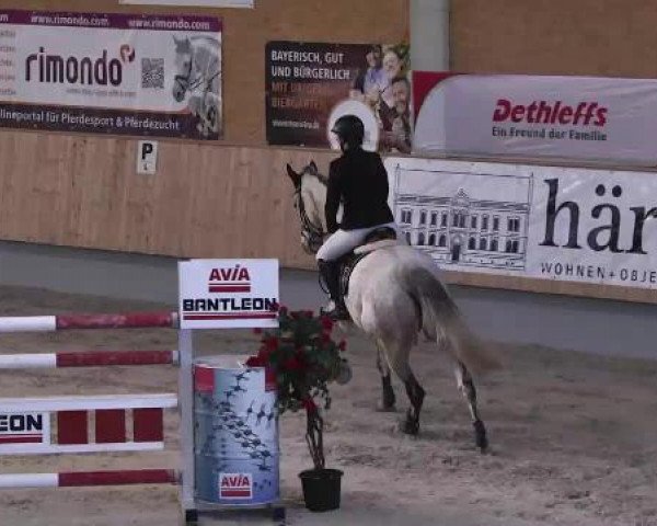jumper Quitt (Holsteiner, 2009, from Quirado)