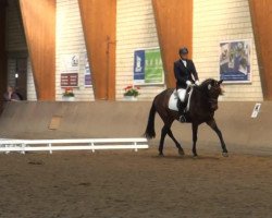dressage horse Feeling 48 (Westphalian, 2008, from Florestan I)
