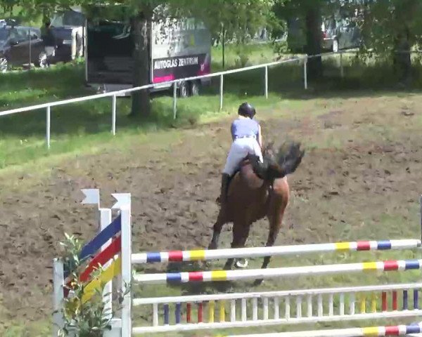 jumper Chicago 141 (Oldenburg show jumper, 2007, from Cento)