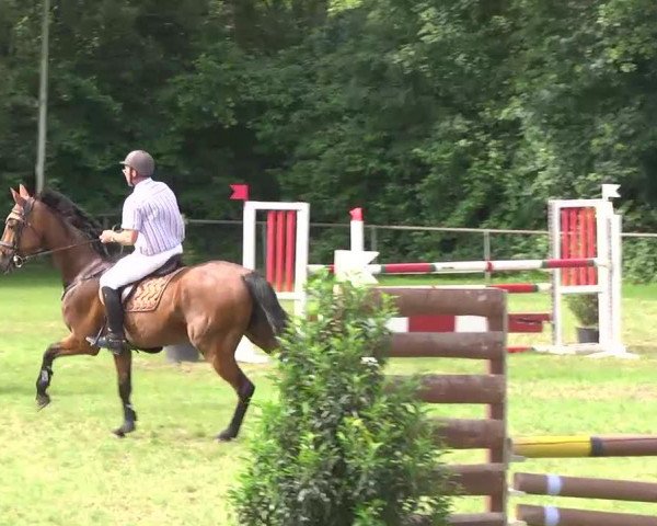 jumper Lanos 16 (Holsteiner, 2007, from Landos)
