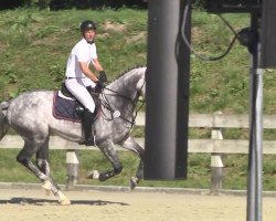 jumper Centus 6 (Oldenburg show jumper, 2008, from Cento)