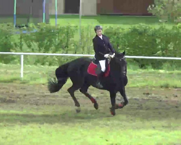broodmare Duchesse 132 (Oldenburg, 2003, from De Niro)
