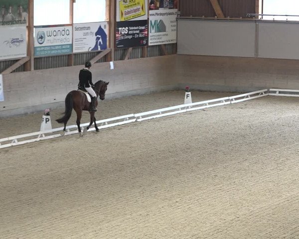 Reitturnier Schaffhausen 2020