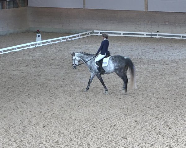 Reitturnier Schaffhausen 2020