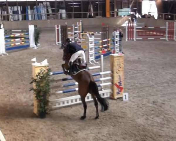 Springpferd Camira 76 (Oldenburger Springpferd, 2007, von Casio)