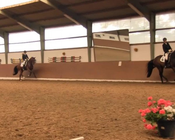 Dressurpferd Spielmacher (Westfale, 2009, von Spielberg)