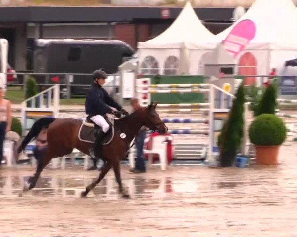 jumper Marcano T (German Riding Pony, 2008, from Mentos Charmeur)