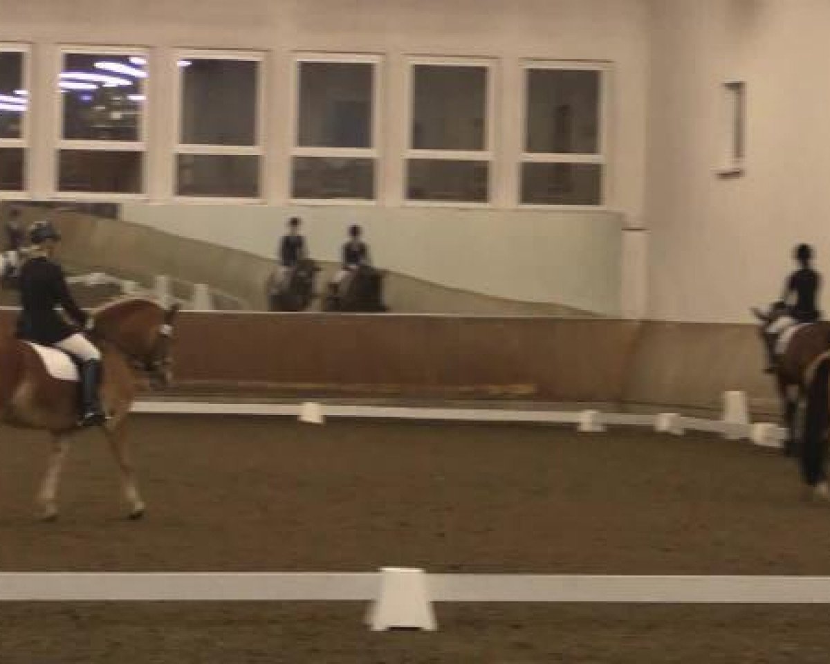 broodmare McD Whisky Mac (German Riding Pony, 2009, from Der Harlekin B)