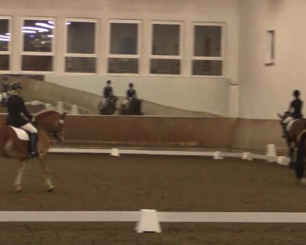 Zuchtstute McD Whisky Mac (Deutsches Reitpony, 2009, von Der Harlekin B)