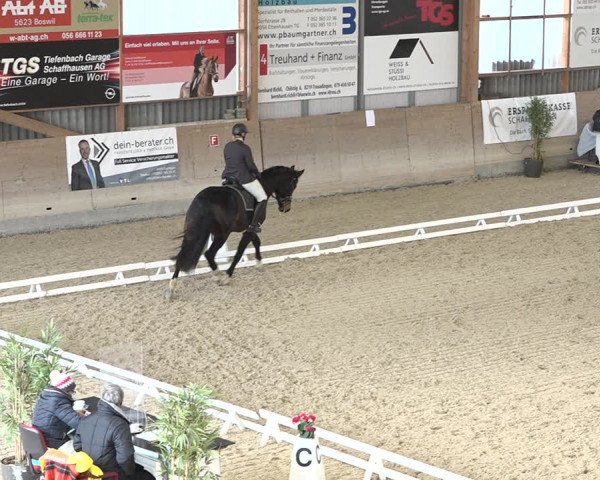Reitturnier Schaffhausen 2020