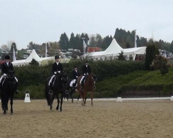Dressurpferd Saylem (Oldenburger, 2008, von Samba Ole)