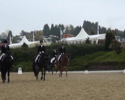 dressage horse Saylem (Oldenburg, 2008, from Samba Ole)