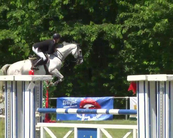 Springpferd Coman Cool (Württemberger, 2008, von Colorit)