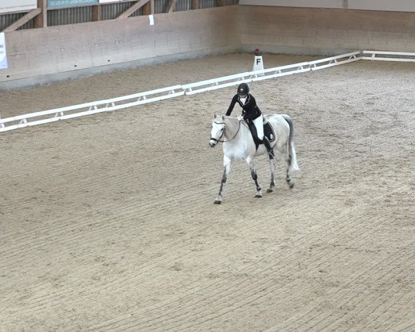 Reitturnier Schaffhausen 2020