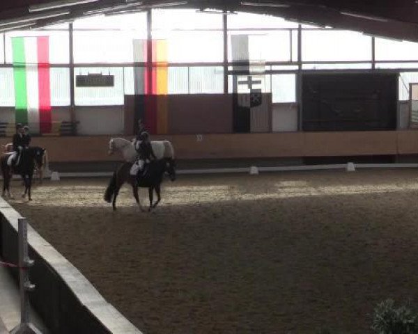 broodmare First Lady 239 (Oldenburg, 2009, from Fürst Heinrich)