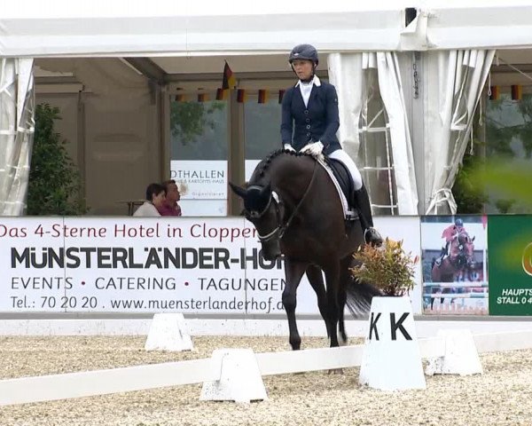 dressage horse Father's Joe (Hanoverian, 2009, from Florencio I)