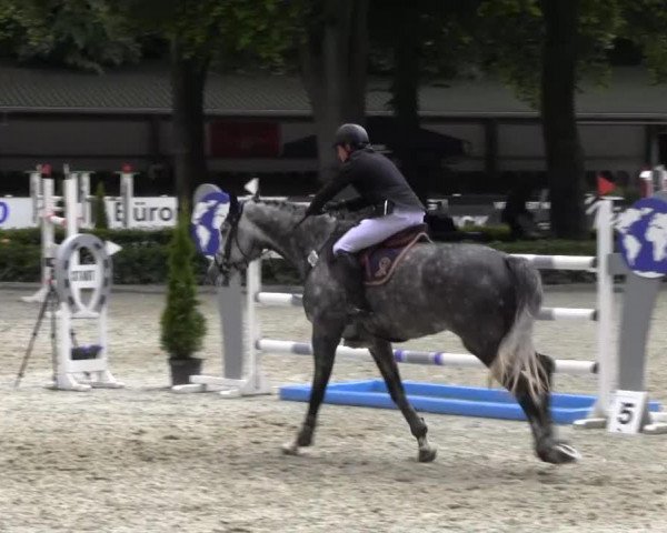 jumper Bola de Nieve (Oldenburg show jumper, 2007, from Centadel)