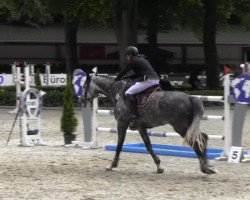 Springpferd Bola de Nieve (Oldenburger Springpferd, 2007, von Centadel)