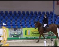 broodmare Chaccana (Oldenburg show jumper, 2007, from Chacco-Blue)