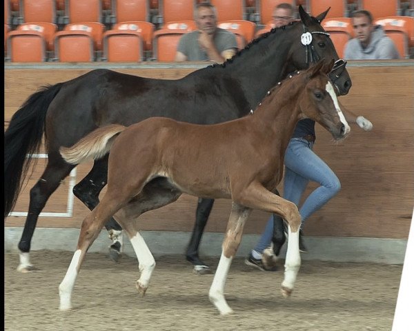 horse Friedrichs Romance (Oldenburg, 2021, from For Romance I)