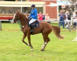 jumper Loquattro (Oldenburg, 2009, from Lordanos)