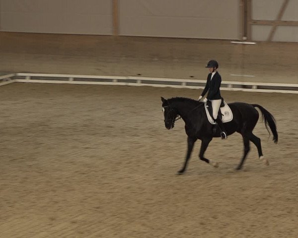 Reitturnier Schaffhausen 2020