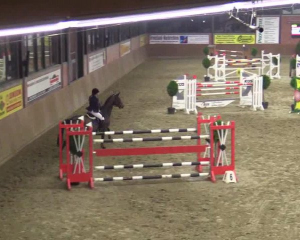 Springpferd Attila (Hannoveraner, 2001, von Acorado I)