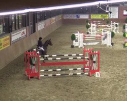 jumper Attila (Hanoverian, 2001, from Acorado I)