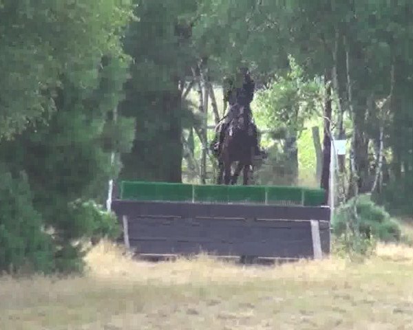 jumper Nick-Nack - C (Holsteiner, 2007, from Nekton)