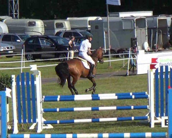 jumper Asande Sana (German Sport Horse, 2008, from Amantus)
