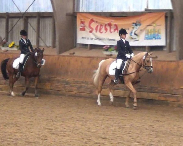 dressage horse Merlin 1661 (Pony without race description, 2005)