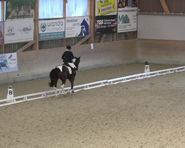 Reitturnier Schaffhausen 2020