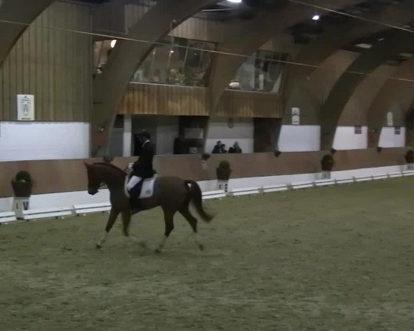 Dressurpferd Fürst Junior RH (Westfale, 2007, von Fürst Piccolo)