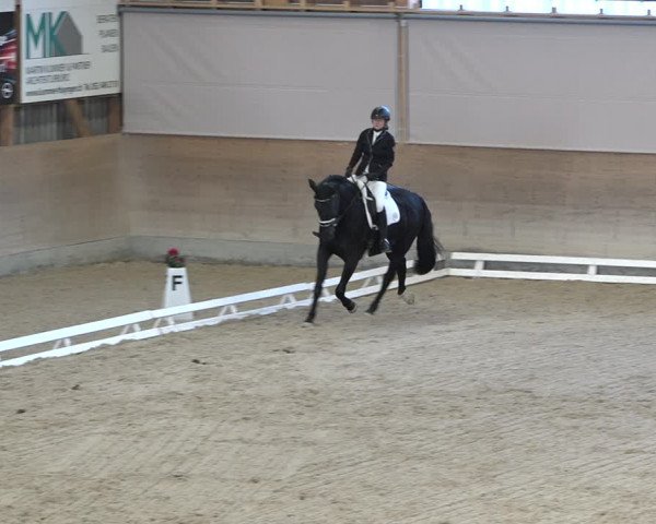 Reitturnier Schaffhausen 2020