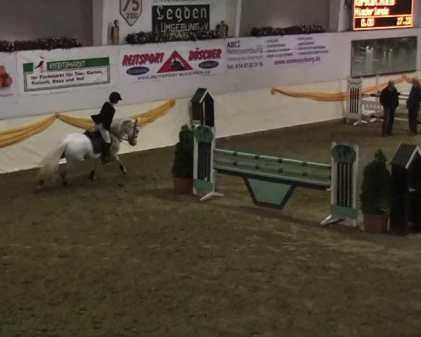 jumper Ocean Hill Activa (Swedish Riding Pony, 2001, from Miclas Activ) jumper Ocean Hill Activa (Swedish Riding Pony, 2001, from Miclas Activ)
