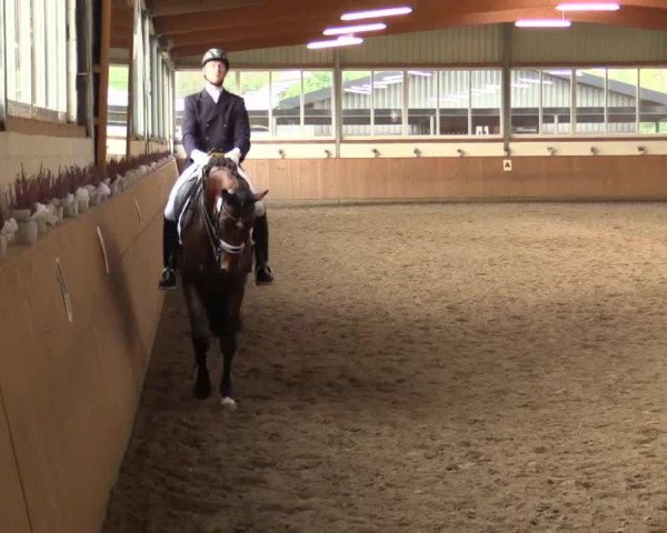 dressage horse Simple Noble (Oldenburg, 2007, from Sandro Hit) dressage horse Simple Noble (Oldenburg, 2007, from Sandro Hit)