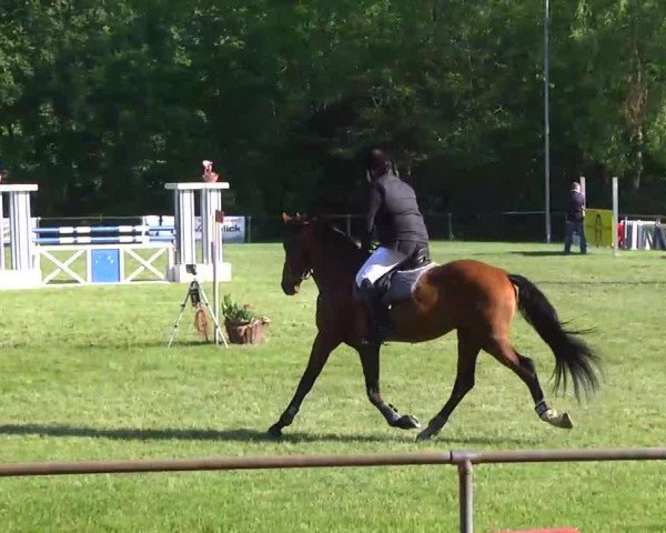 jumper Centesimo 2 (Württemberger, 2008, from Carrico)