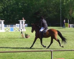 jumper Centesimo 2 (Württemberger, 2008, from Carrico)