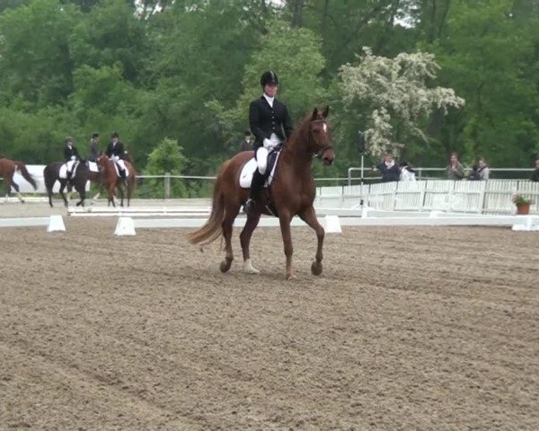 jumper Lindorro (Hanoverian, 2005, from Londonderry)