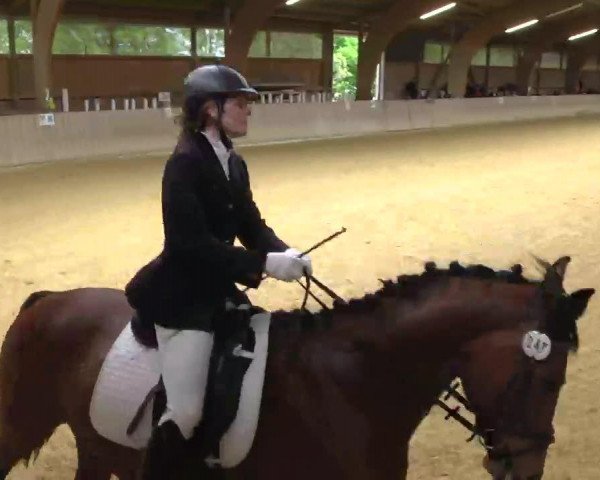 dressage horse Royesca (Württemberger, 2004, from Royaldik)
