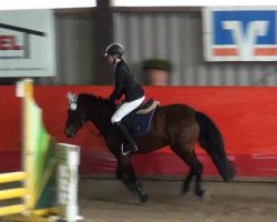 Jumper Arcana (Luxembourg Riding Horse, 2006)