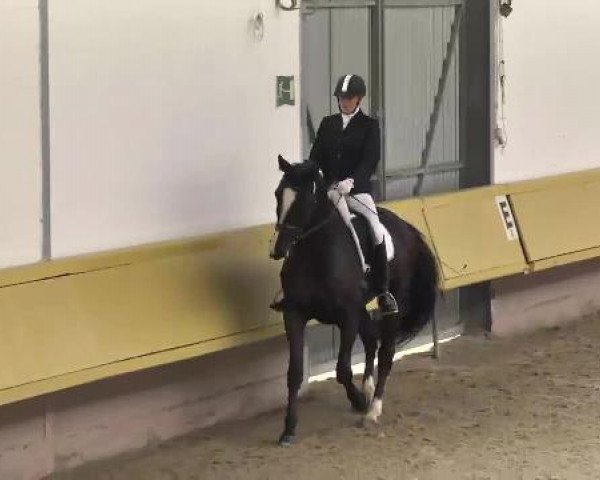 dressage horse Salut Madam la Belle (Oldenburg, 2007, from Sir Oldenburg) dressage horse Salut Madam la Belle (Oldenburg, 2007, from Sir Oldenburg)