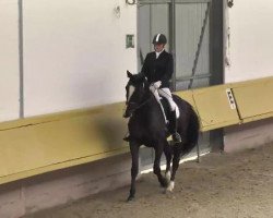dressage horse Salut Madam la Belle (Oldenburg, 2007, from Sir Oldenburg)