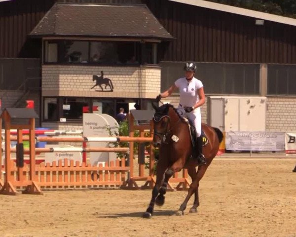 Springpferd Carat 123 (Oldenburger Springpferd, 2009, von Carell)