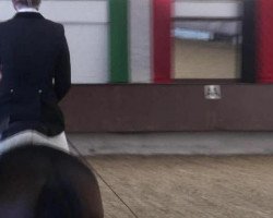 dressage horse Fit for Fun 17 (Hanoverian, 2009, from Fürst Nymphenburg)