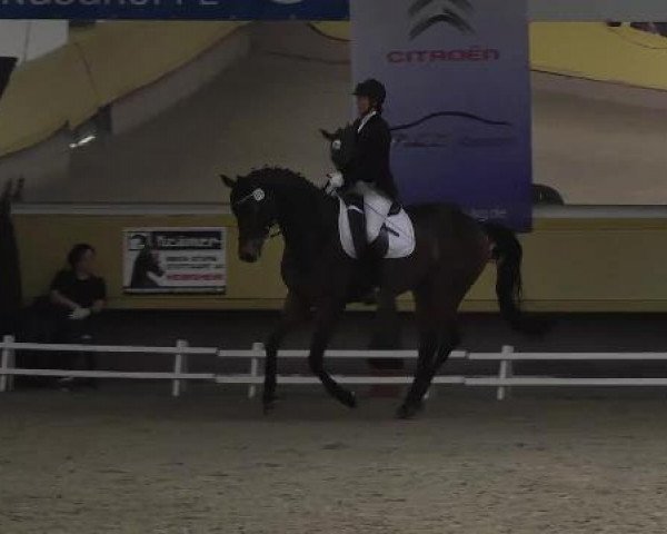 dressage horse Hot Chocolate 49 (Hanoverian, 2007, from Hotline)