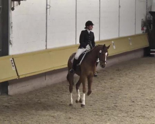 jumper Kopernikus 17 (Württemberger, 2007, from Köpenick)